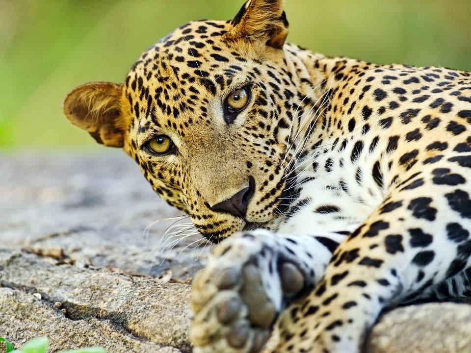 Fotka leoparda v národním parku Yala, který nesmí chybět mezi vašimi výlety na jihu Srí Lanky