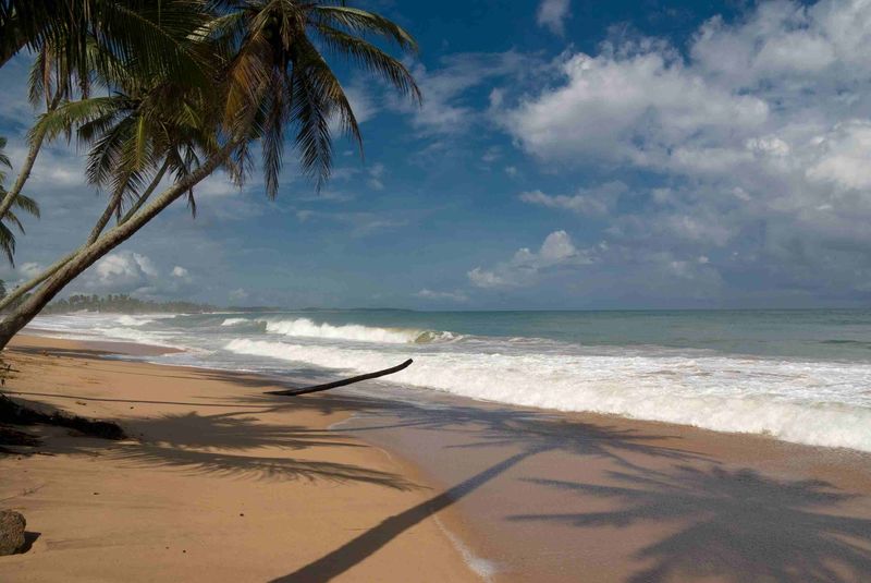 Fotka palmy a nejkrásnější pláže Medilla na jihu Srí Lanky